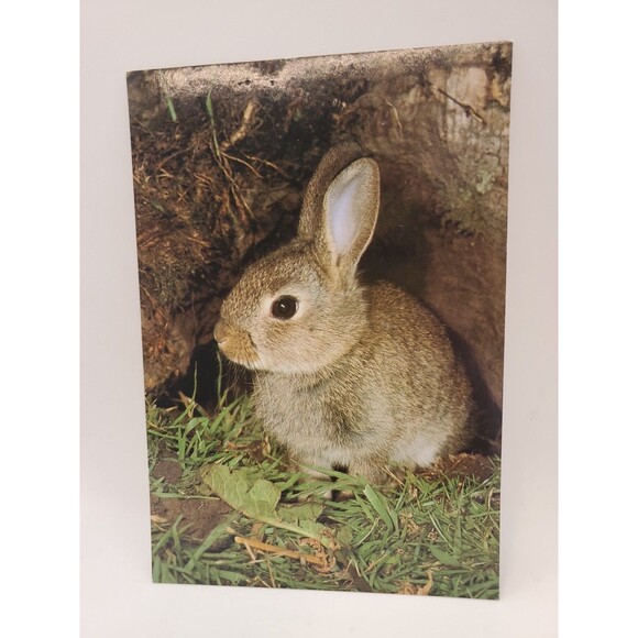 Postcard BUNNIE WABBIT John Robinson Published J. Arthur Dixon Great Britain - Picture 1 of 7